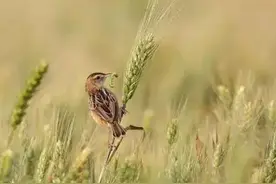 麦子黄时，北方老农说有一种在麦穗飞驰的‘风稍蛇’，你见过吗图片