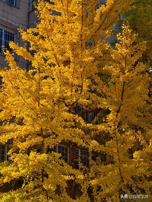 美爆！美爆！超全攻略！超出片！🤳昆明银杏黄金倒计时，抓紧时间冲~