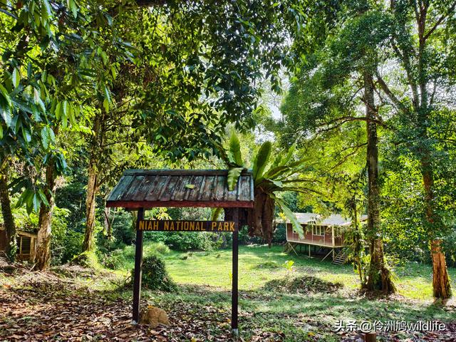 马来西亚(32)砂拉越州⑥世界遗产尼亚洞窟探险