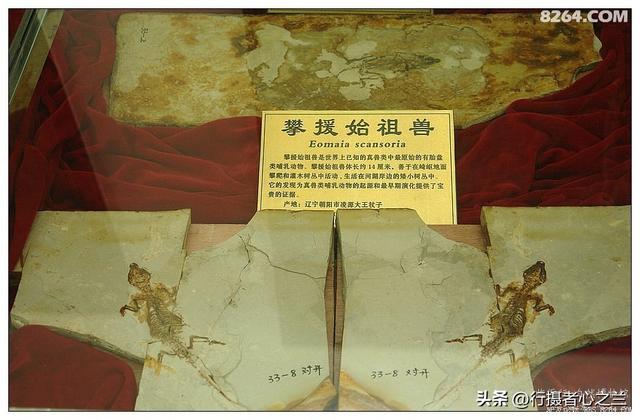 山东行游影记（36）—平邑天宇自然博物馆（十一）