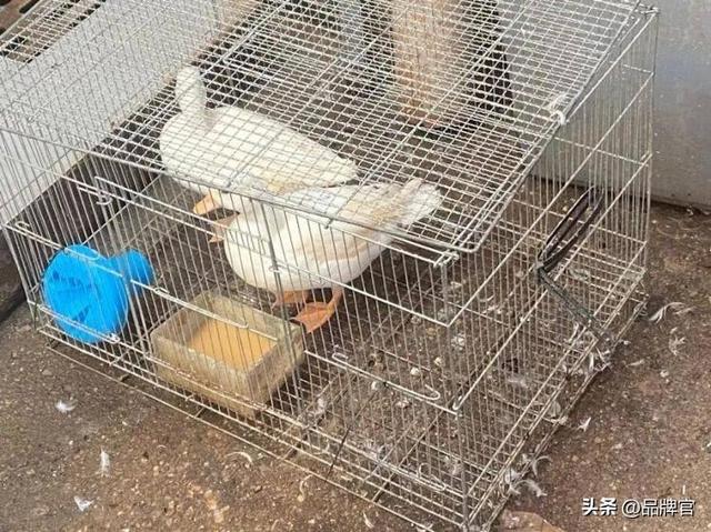 “鸭中爱马仕”跌落神坛，从上万一只到300元甩卖无人在意！