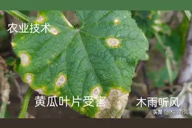 黄瓜叶子上有白斑是什么原因引起的？怎么解决？图片