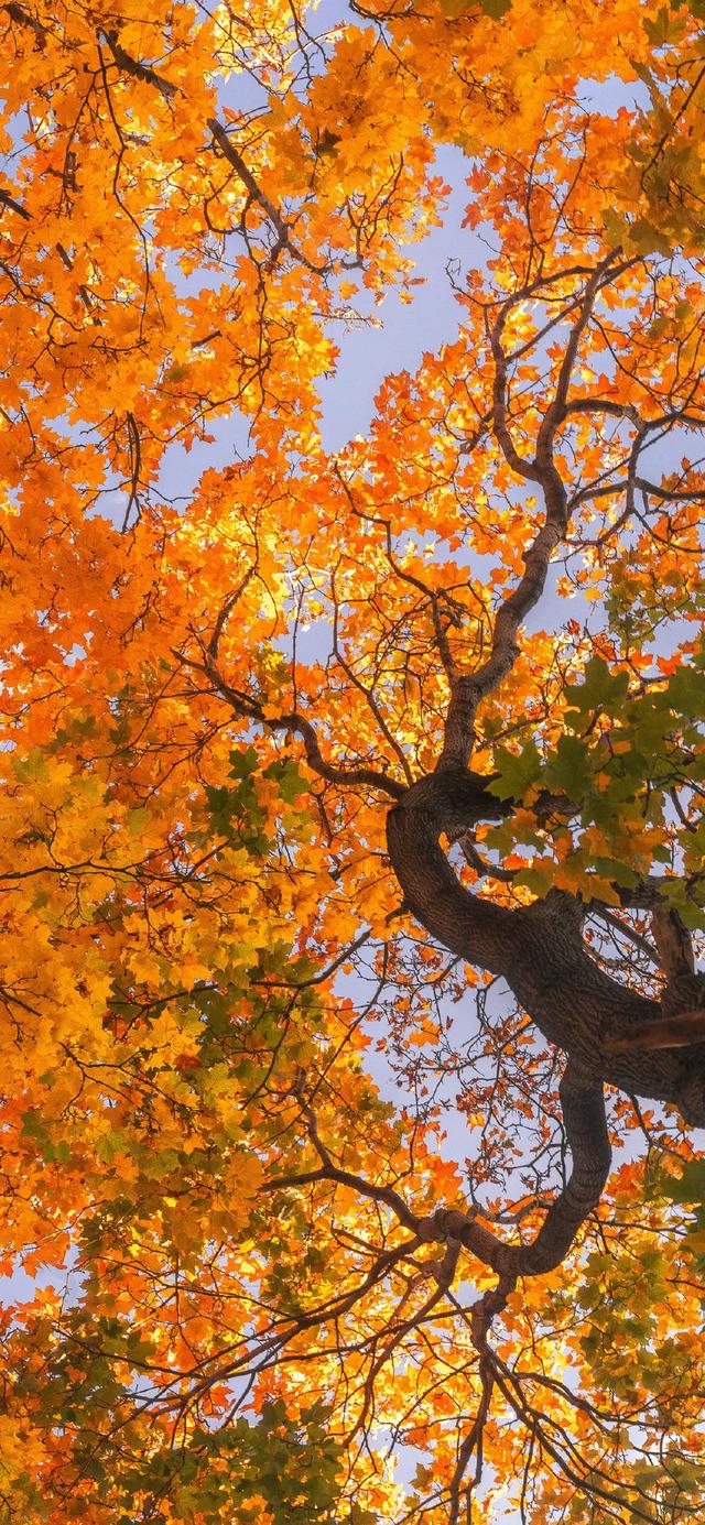 壁纸｜来去都是自由风 好运自会与我重逢