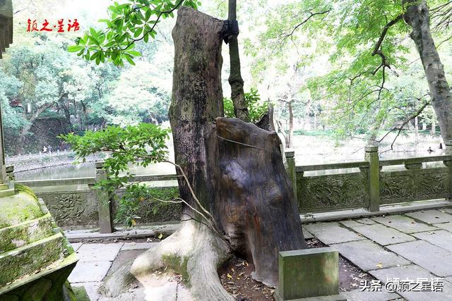 天童寺的高光时刻，禅意弥漫，东谷秋红