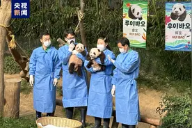 睿宝、辉宝！旅韩大熊猫双胞胎幼崽有名字啦图片