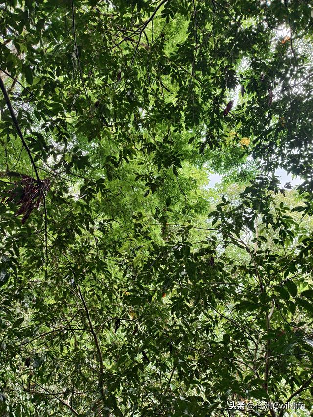 马来西亚(31)砂拉越州⑤姆鲁山canopy树冠高空漫游