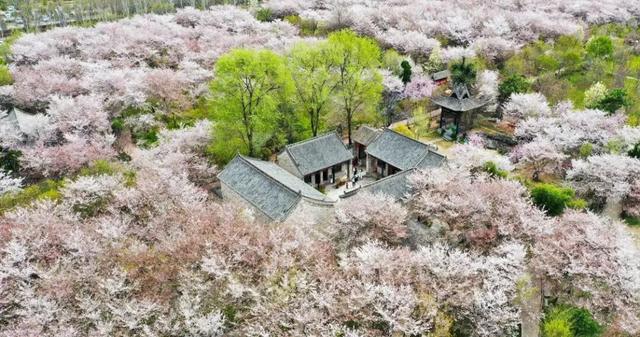 家乡美景唐韵樱花园