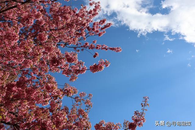 寻甸羊街：故乡的冬樱花盛开