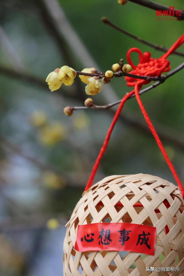 暗香浮动！柳州这的蜡梅开啦，盛花期就在→