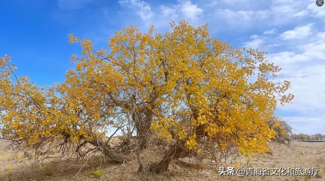 海西的秋天有多绝？从盐湖到胡杨，每一帧都是壁纸