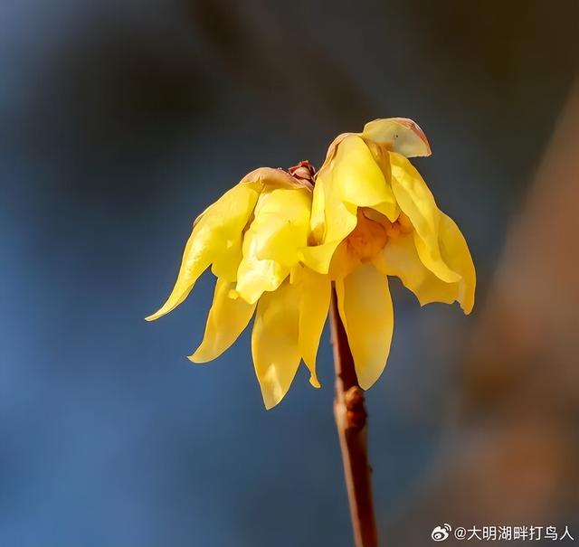 济南第一波蜡梅开了！这些赏梅地，赶紧冲！