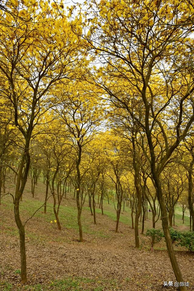 【跟着旅徒游广西】之四十：南宁｜青秀山公园