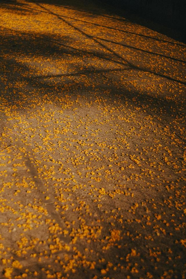 这几种地方，秋景格外出片