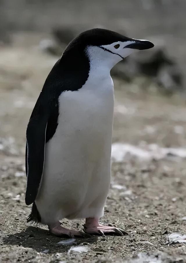 最近爆火的“高雅人士”企鹅表情包，究竟什么来头？