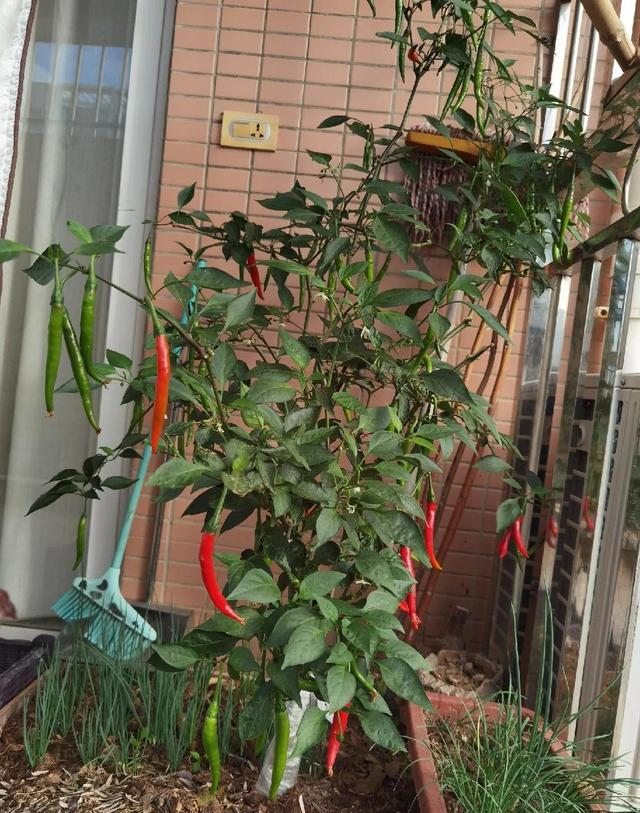 男子因“辣椒当花”引围观，不服来战，网友：小众美被你玩明白了