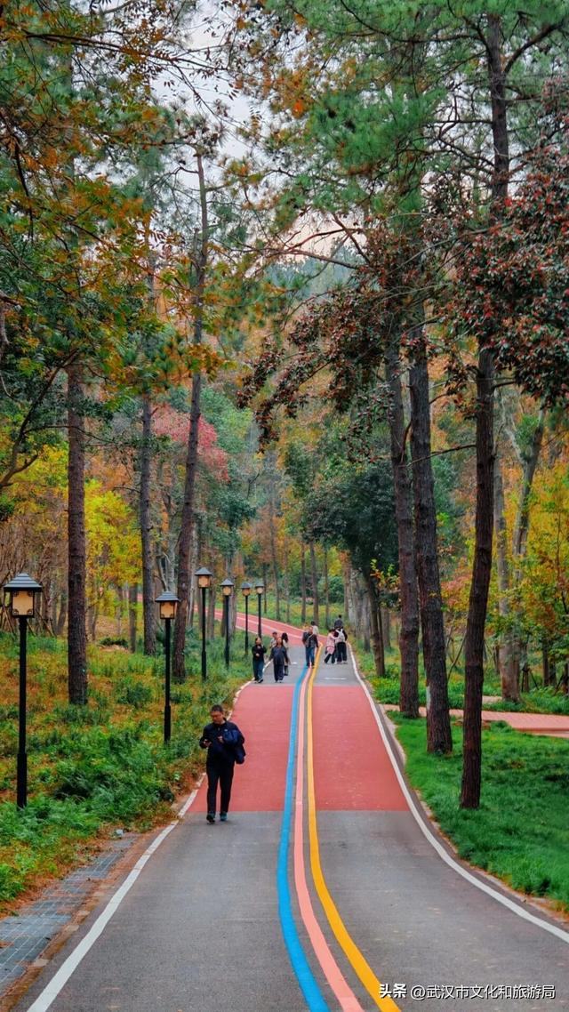 赶紧收藏！森林公园3大玩法新鲜出炉