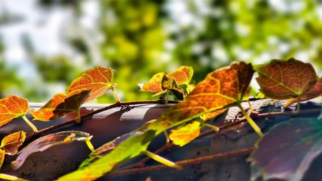 此时的你,被美到了!