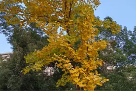 【跑步日记】夜跑江宁大学城图片