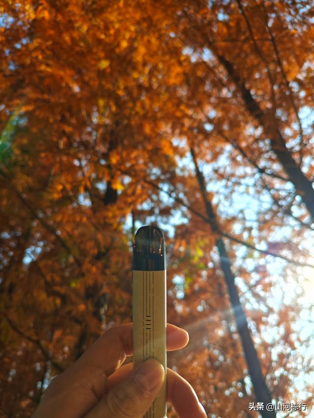 成都冬日顶流打卡地！白鹭湾水杉红透半边天，地铁直达免费拍大片