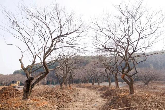 无锡又一大型雪世界，要来了！