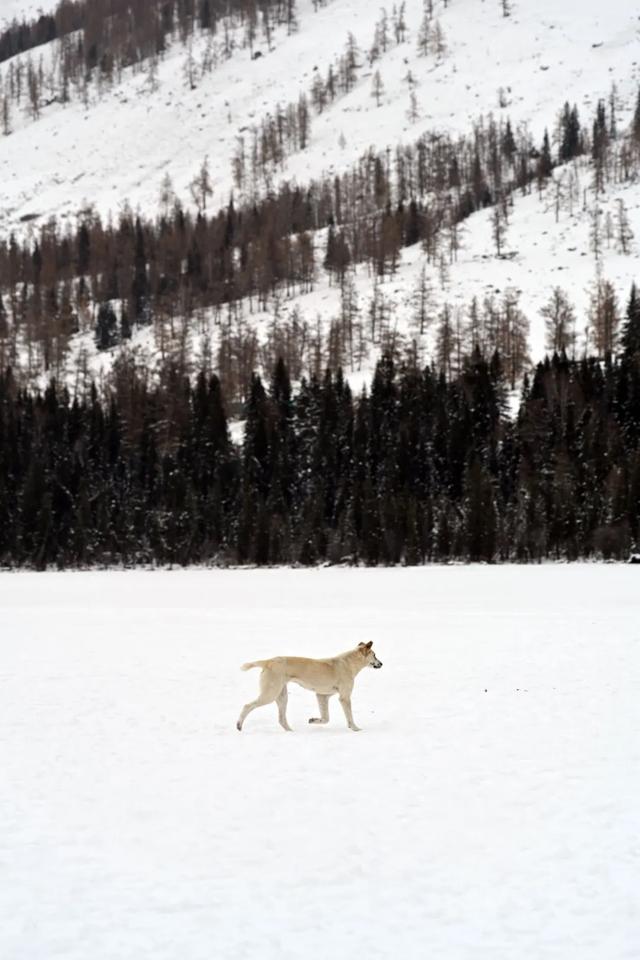 千万别在冬天去新疆!因为去了就回不来了……