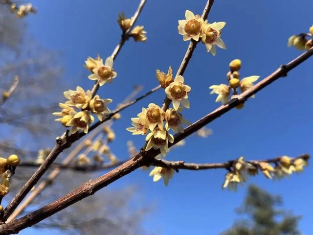 济南第一波蜡梅开了！这些赏梅地，赶紧冲！