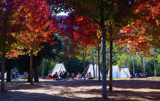 北京西山国家森林公园：“双红”交织绘就秋日文旅新图景