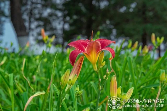 高清大图来袭！北交大夏日限定美景，请查收→