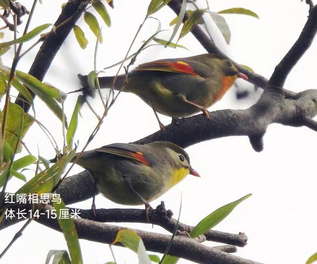 参观勉县武侯祠