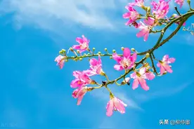 手机竖着拍照，对吗？为啥很多人都弄错了图片