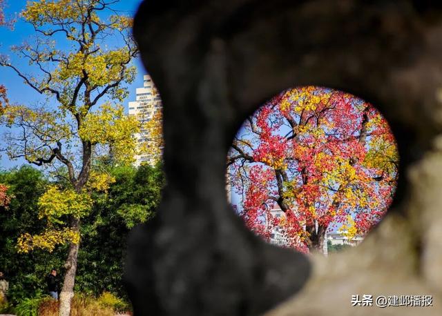 南京深秋顶流！莫愁湖的乌桕树藏不住了