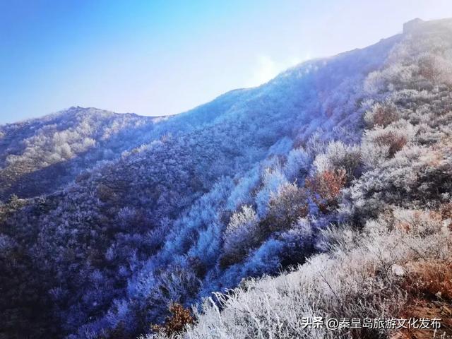 秦皇岛多地惊现雾凇奇观，玉树琼枝，绝美不输东北！
