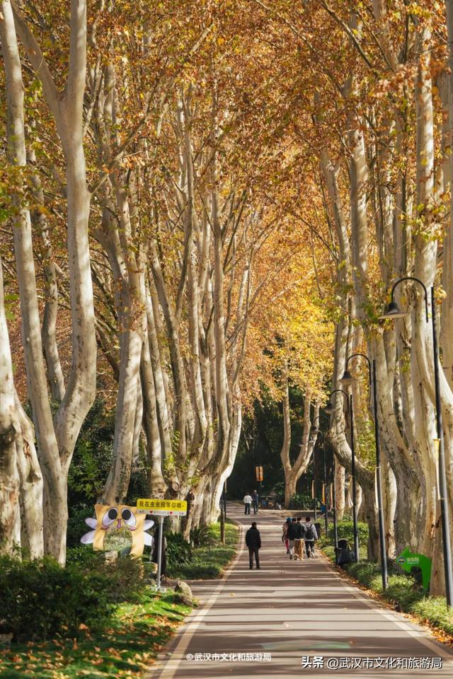 晴晴晴晴晴晴晴晴，东湖彩叶美出新高度！