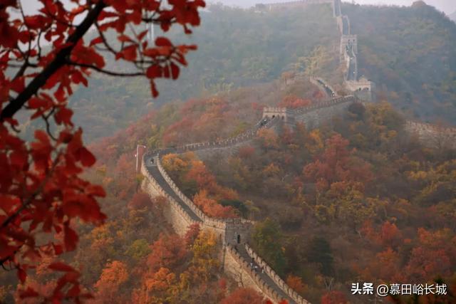 双节盛景过半 慕田峪风华正茂！秋日赏红攻略抢先收藏​～