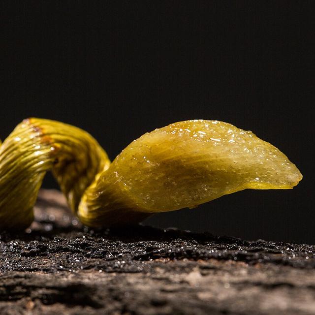 新鲜铁皮石斛多少钱一斤 2025年新鲜铁皮石斛多少钱一斤啊