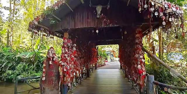 莫里热带雨林好风光