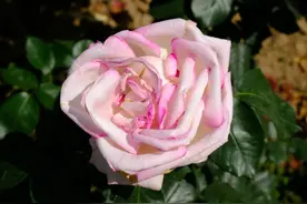 1956年，毛主席提出双百方针：“百花齐放，百家争鸣”图片