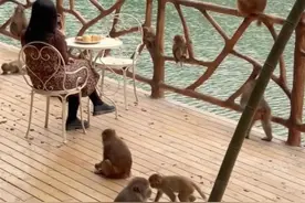 常州一景区推出“吗喽下午茶”，人和野猴近距离接触，官方提醒防止抓伤图片