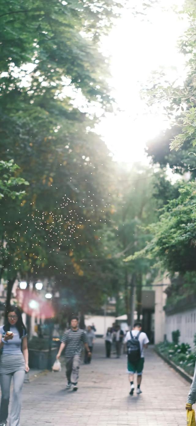 绿色护眼壁纸