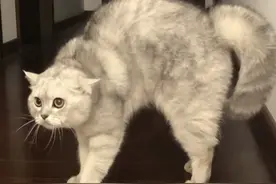 猫咪做梦都“害怕”的6种气味，每一种都会让撞墙，你知道几种图片