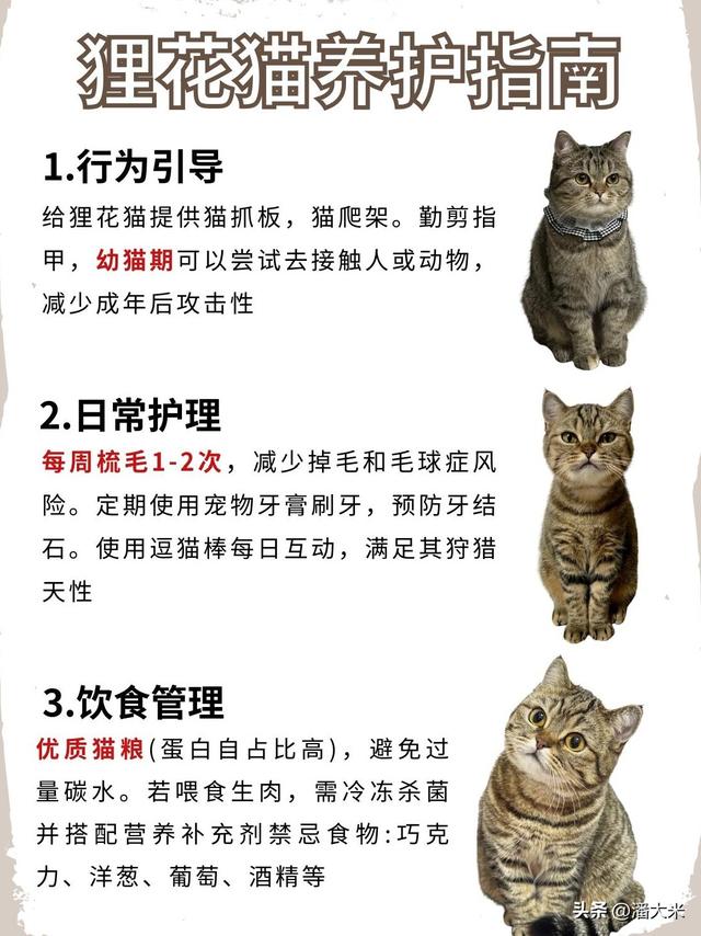 中华狸花猫深度科普：本土猫界“战神”，这些冷知识你肯定不知道