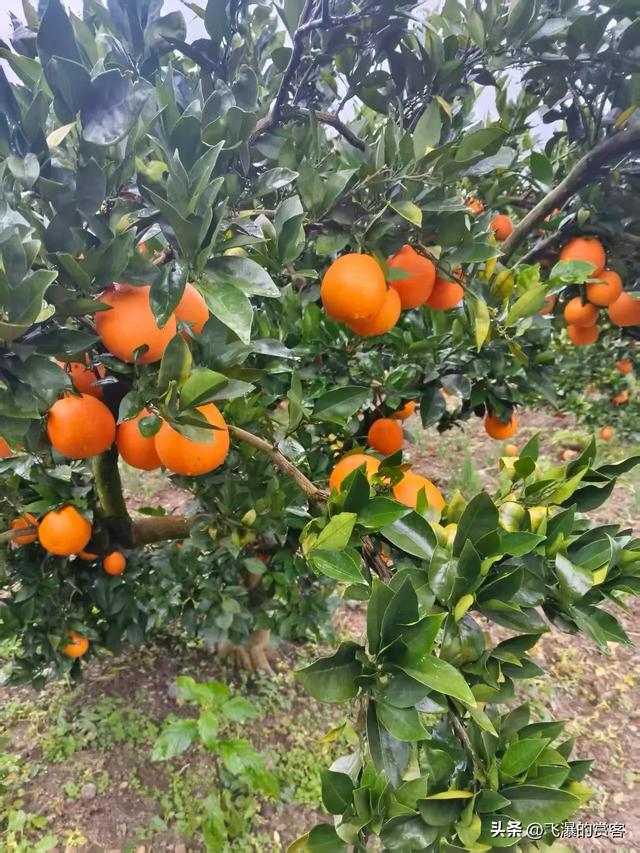 我是上海人，去了趟四川泸州	，心里有好些感受想慢慢讲一讲。