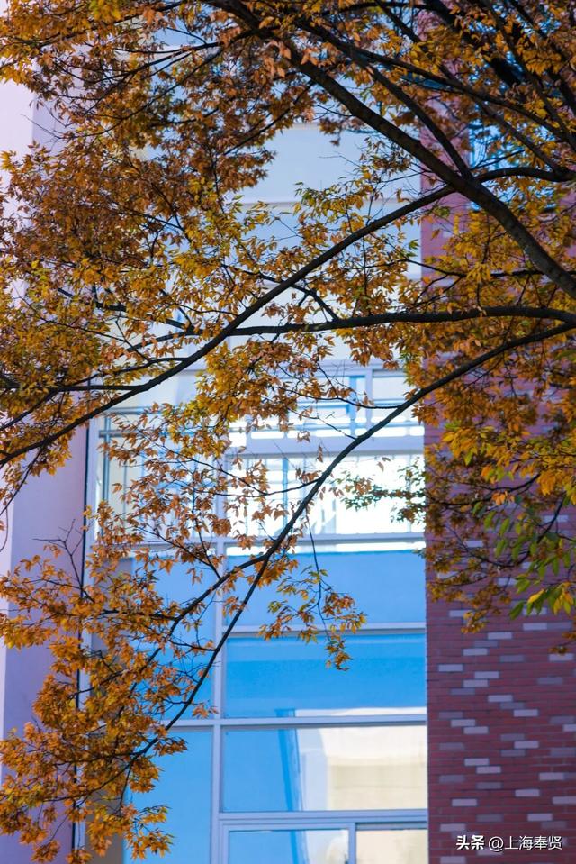 奉浦校园初冬美景大赏，你家娃的学校藏着这样的冬日浪漫