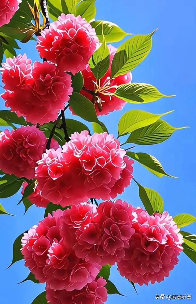 春日暖阳轻抚大地，柔弱生命散发芬芳，金辉洒落织就自然杰作