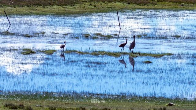 库拉岗日，“戏”真多！