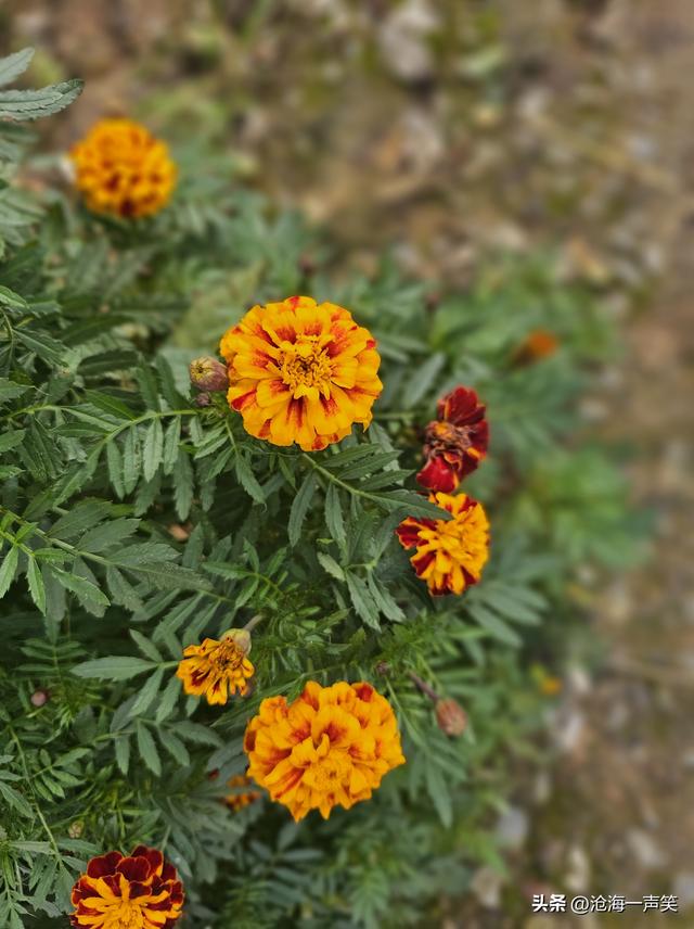 菊花的世界那么大，我想去看看，一起打卡山村菊花美吧！