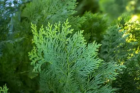 用侧柏叶，教你在家制作天然洗发水，告别科技与狠活，赶紧收藏图片