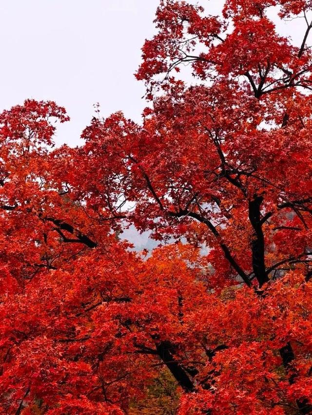 现在，香山“秋日皮肤”已加载85%！来查收