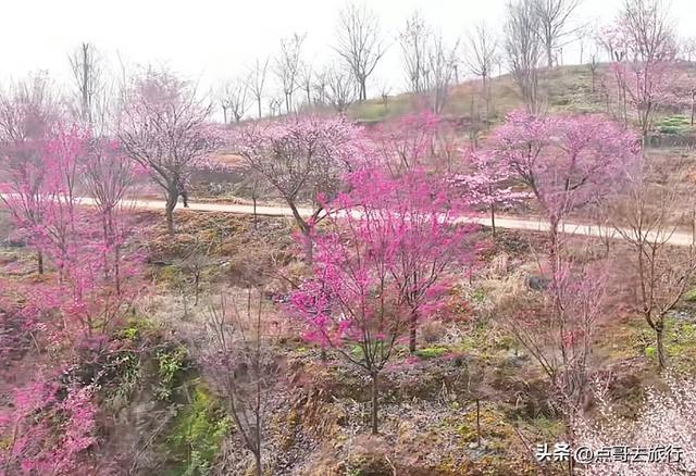 成都附近千亩樱花开了，漫山遍野粉色云霞，超级漂亮，不要门票！