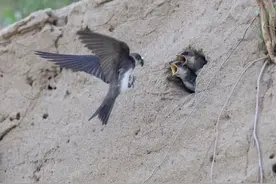 暖心！北京永定河畔，它们的家留住了图片